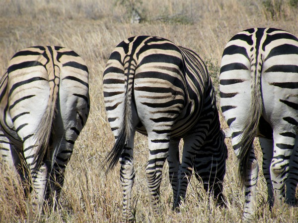 zebra-butts.jpg